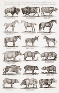 Different Types of Quadrupeds by Unbekannt Unbekannt